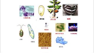 第一章 细胞的分子组成_第二节 无机物_忻老师_第一课时