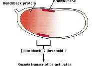 分化、发育、凋亡分子生物学