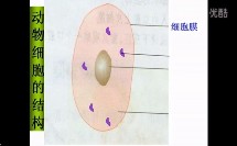 初中生物七年级微课《细胞的结构》文汇中学【苏莉亚】（深圳市网络课堂初中生物同步课堂微课优秀课例）